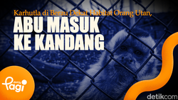 Video: Karhutla di Berau Dekat Habitat Orang Utan, Abu Masuk ke Kandang