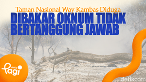 Video: Taman Nasional Way Kambas Diduga Dibakar Oknum Tidak Bertanggung Jawab