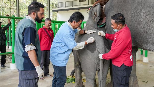Gajah Sumatra mendapat perawatan dari Vantara