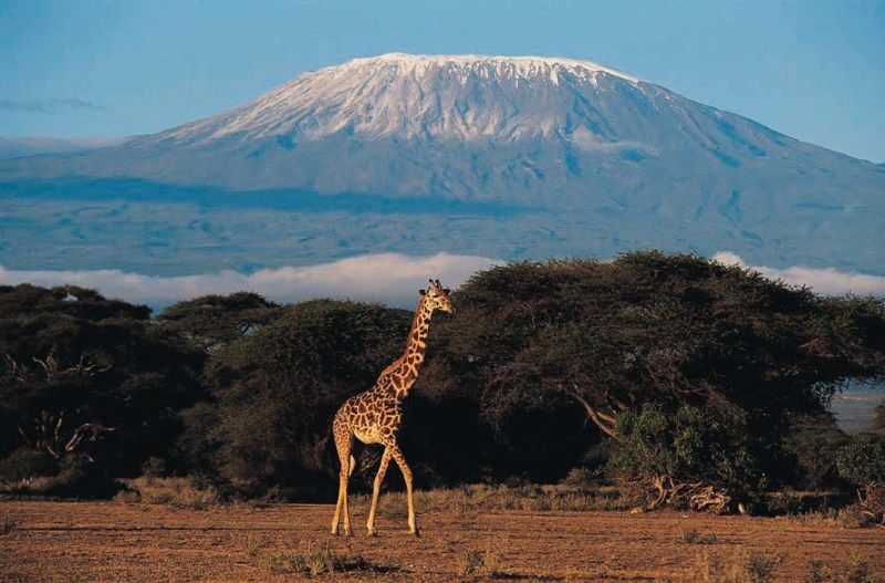 Gunung Kilimanjaro. (Wikipedia)