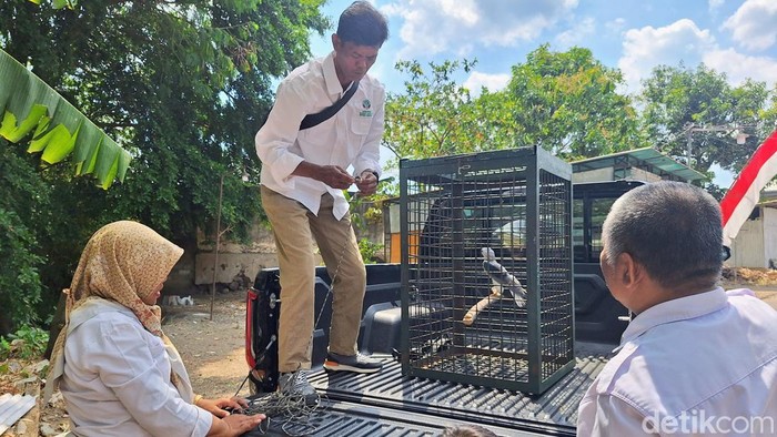 Proses evakuasi Elang Tikus di Bondowoso