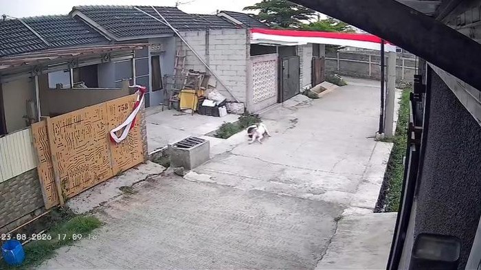 Rekaman CCTV bocah diserang anjing di Bandung