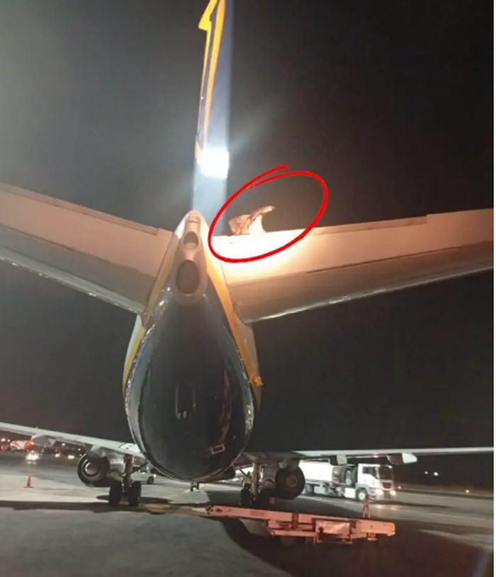 Ryanair dibajak burung pemakan bangkai