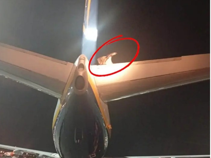 Ryanair dibajak burung pemakan bangkai