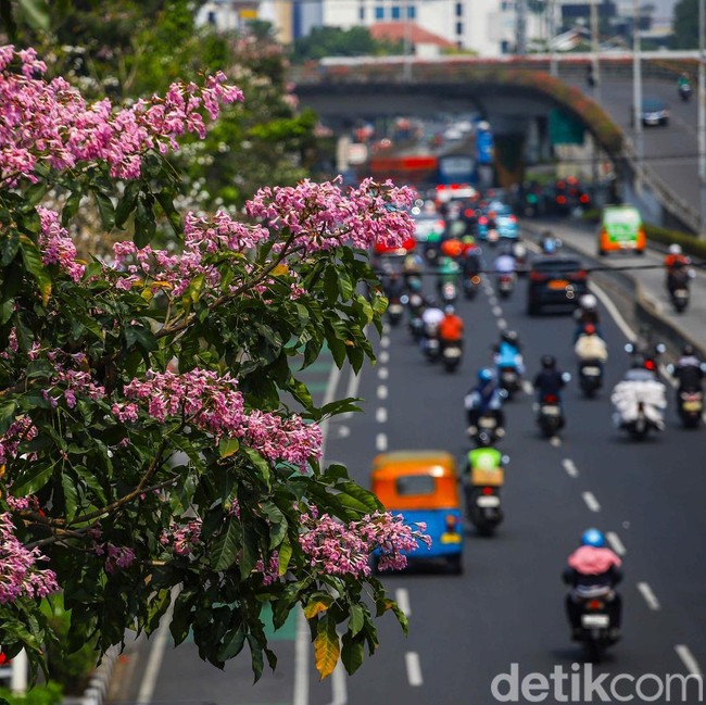 Tabebuya Mekar di Tengah Jakarta, Pemandangan Jalanan Jadi Makin Cantik