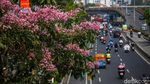 Tabebuya Mekar di Tengah Jakarta, Pemandangan Jalanan Jadi Makin Cantik
