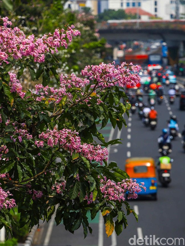 Tabebuya Mekar di Tengah Jakarta, Pemandangan Jalanan Jadi Makin Cantik