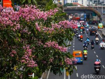 Tabebuya Mekar di Tengah Jakarta, Pemandangan Jalanan Jadi Makin Cantik