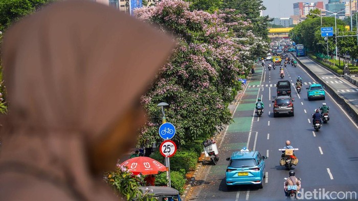 Pohon tabebuya yang tengah bermekaran menghiasi sejumlah ruas jalan di Jakarta, Senin (24/8/2026). Pemandangan tersebut terlihat di antaranya di Jalan Kramat Raya dan Jalan Danau Sunter Barat.