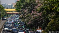 Kala Warga Jakarta Rasakan 'Vibes Jepang' via Tabebuya