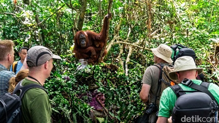Taman Nasional Tanjung Puting