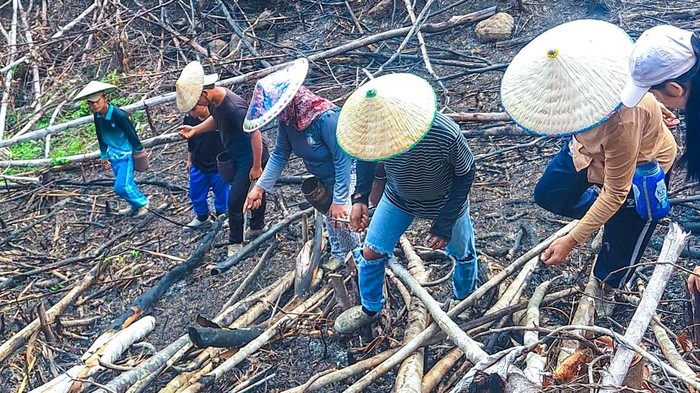 Warga Desa Long Alango menanam benih usai pembukaan lahan
