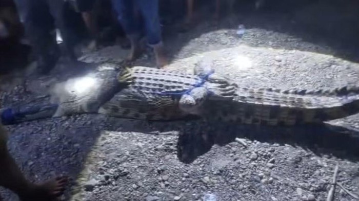 Buaya 3 meter yang diduga menerkam bocah 12 tahun di Mamuju Tengah ditangkap warga.