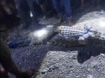 Serangan Buaya di Sungai Budong-budong Tewaskan 2 Bocah dalam Sepekan