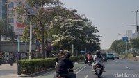 Tabebuya di Jakpus Serasa Vibes Jepang, Warga: Refreshing Mata Kalau Macet