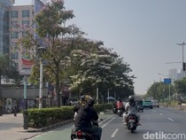 Tabebuya di Jakpus Serasa Vibes Jepang, Warga: Refreshing Mata Kalau Macet