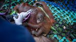 Evakuasi Induk dan 2 Anak Orang Utan yang Terjebak Akibat Karhutla