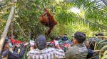 Evakuasi Induk dan 2 Anak Orang Utan yang Terjebak Akibat Karhutla