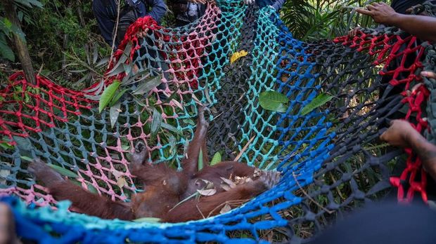 Induk dan 2 Anak Orang Utan Terjebak Akibat Karhutla di Ketapang Induk dan 2 Anak Orang Utan Terjebak Akibat Karhutla di Ketapang