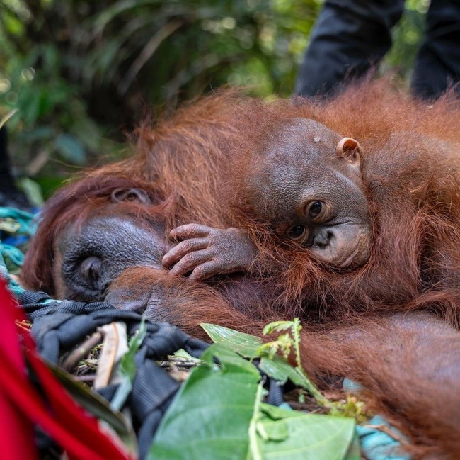 Evakuasi Induk dan 2 Anak Orang Utan yang Terjebak Akibat Karhutla