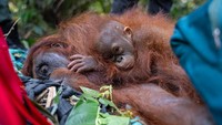 Kasihan..., Induk dan 2 Anak Orang Utan Terjebak Akibat Karhutla di Ketapang