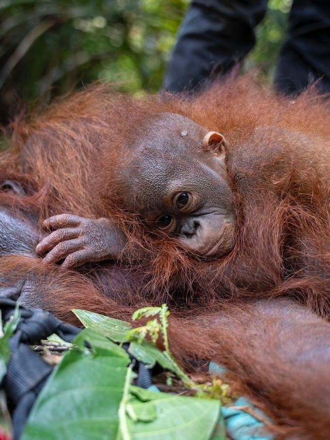 Evakuasi Induk dan 2 Anak Orang Utan yang Terjebak Akibat Karhutla