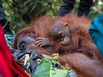 Pakar: Saat Hutan Terbakar, Satwa Berpotensi Cari Selamat ke Negara Tetangga