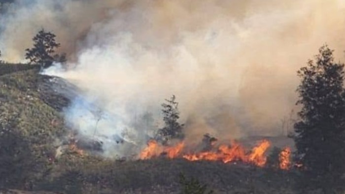 Kebakaran hutan di Kabupaten Puncak, Papua Tengah.