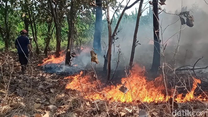 Kebakaran lahan di Desa Banaran, Delanggu, Klaten, Selasa (25/8/2026).