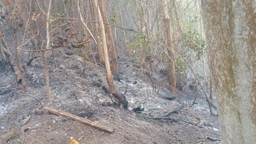 Kebakaran lahan di wilayah Banjar Dinas Lebah, Desa Sekumpul, Kecamatan Sawan, Buleleng, Bali, Selasa (25/8/2026). (Foto: Dok.BPBD Buleleng)