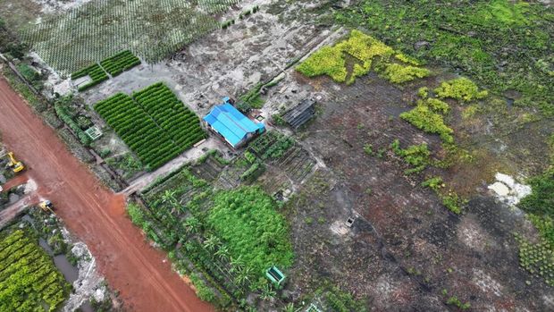 Penemuan bibit kelapa sawit Penemuan bibit kelapa sawit dan bangunan di dalam kawasan Hutan Produksi Sungai Tengar-Pesaguan, Kabupaten Ketapang. Lokasi tersebut berada di areal PBPH PT IPB