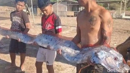Penemuan oarfish atau ikan kiamat di Pantai Pink, Desa Sekaroh, Kecamatan Jerowaru, Lombok Timur, NTB, Selasa (25/8/2026).