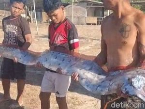 Oarfish Terdampar di Pantai Pink Lombok Timur Ternyata Bisa Dikonsumsi