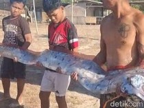 Geger Ikan Kiamat Terdampar di Pink Beach Lombok Timur