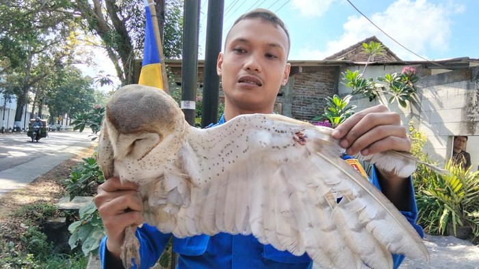 Petugas Damkar Magelang mengevakuasi burung hantu terjerat benang layangan di pohon mahoni Jalan Raya Magelang-Purworejo..
