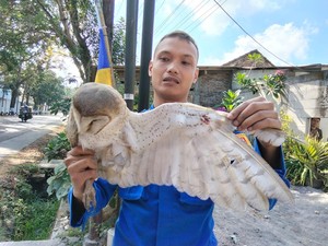 Kasihan! Burung Hantu Tersangkut Benang Layangan di Magelang