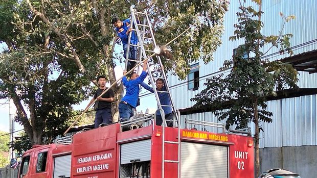 Petugas Damkar Magelang mengevakuasi burung hantu terjerat benang layangan di pohon mahoni Jalan Raya Magelang-Purworejo..