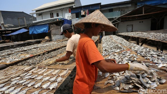Pekerja membalik ikan yang sedang dijemur di kawasan produksi ikan asin Muara Angke, Jakarta Utara, Selasa (25/8/2026).