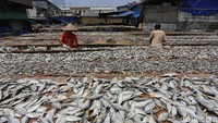 Dalam sehari, pengrajin dapat mengolah hampir lima ton ikan asin dengan bahan baku 10 ton garam yang mampu bertahan selama 15 hari. 