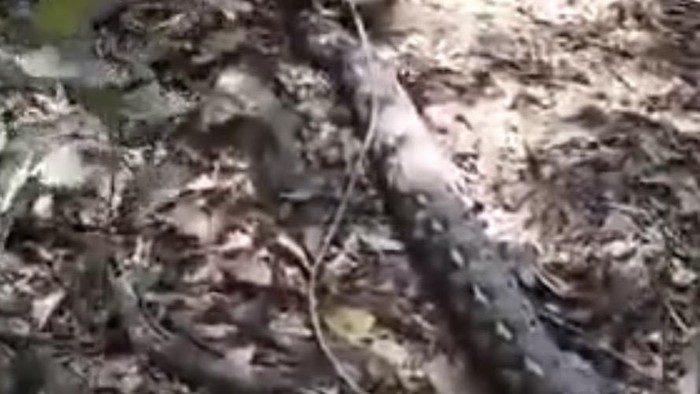 Seekor ular piton 7 meter ditemukan hendak memangsa sapi di Enrekang, Sulsel.