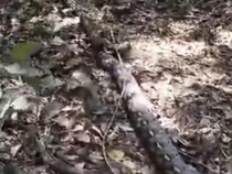 Ular Piton 7 Meter Dibunuh Warga Usai Hendak Mangsa Sapi di Enrekang