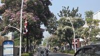 Tabebuya Bermekaran Jadi Spot Foto di Kemang, Warga: Mirip di Jepang