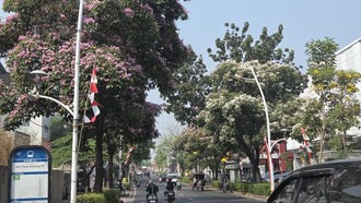 Tabebuya Bermekaran Jadi Spot Foto di Kemang, Warga: Mirip di Jepang