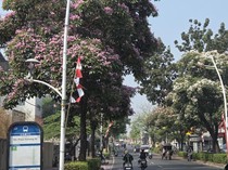 Tabebuya Bermekaran Jadi Spot Foto di Kemang, Warga: Mirip di Jepang