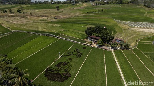 Foto udara karya seni pari corek bergambar Sang Buddha karya seniman Sidik Gunawan di area persawahan Dusun Sidorejo, Bergas Lor, Kabupaten Semarang, Jawa Tengah, Selasa (25/8/2026). Karya seni yang memadukan seni, pertanian, kearifan lokal, dan nilai spiritual dalam semangat ecodharma tersebut dibuat untuk memperingati Hari Raya Asadha 2570 BE. ANTARA FOTO/Aprillio Akbar/kye