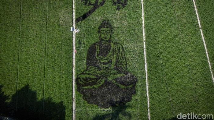 Foto udara karya seni pari corek bergambar Sang Buddha karya seniman Sidik Gunawan di area persawahan Dusun Sidorejo, Bergas Lor, Kabupaten Semarang, Jawa Tengah, Selasa (25/8/2026). Karya seni yang memadukan seni, pertanian, kearifan lokal, dan nilai spiritual dalam semangat ecodharma tersebut dibuat untuk memperingati Hari Raya Asadha 2570 BE. ANTARA FOTO/Aprillio Akbar/kye