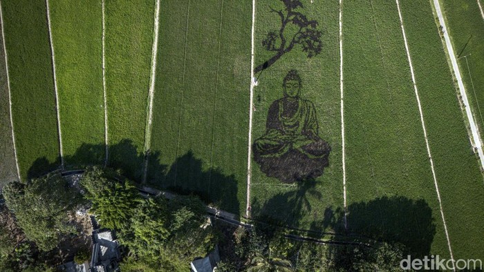 Foto udara karya seni pari corek bergambar Sang Buddha karya seniman Sidik Gunawan di area persawahan Dusun Sidorejo, Bergas Lor, Kabupaten Semarang, Jawa Tengah, Selasa (25/8/2026). Karya seni yang memadukan seni, pertanian, kearifan lokal, dan nilai spiritual dalam semangat ecodharma tersebut dibuat untuk memperingati Hari Raya Asadha 2570 BE. ANTARA FOTO/Aprillio Akbar/kye