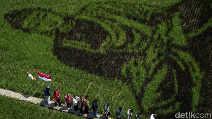 Foto udara karya seni pari corek bergambar Sang Buddha karya seniman Sidik Gunawan di area persawahan Dusun Sidorejo, Bergas Lor, Kabupaten Semarang, Jawa Tengah, Selasa (25/8/2026). Karya seni yang memadukan seni, pertanian, kearifan lokal, dan nilai spiritual dalam semangat ecodharma tersebut dibuat untuk memperingati Hari Raya Asadha 2570 BE. ANTARA FOTO/Aprillio Akbar/kye