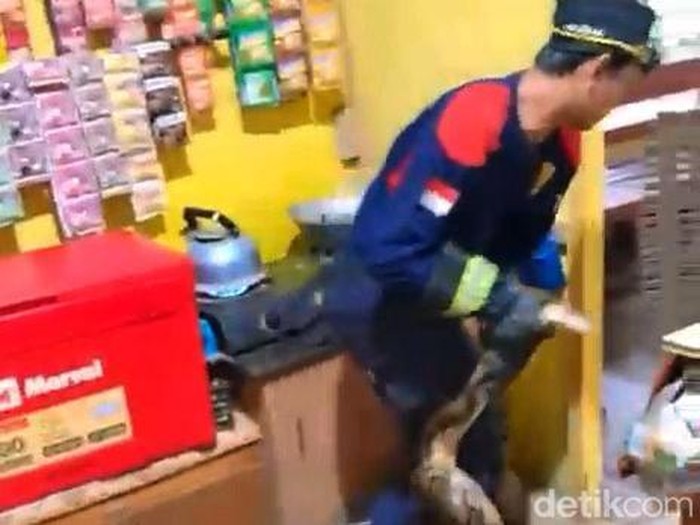 Evakuasi ular piton masuk warung kopi di Pasuruan