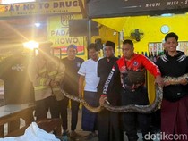 Video: Ular Piton Panjang 5 Meter Bikin Geger Warkop 24 Jam di Pasuruan